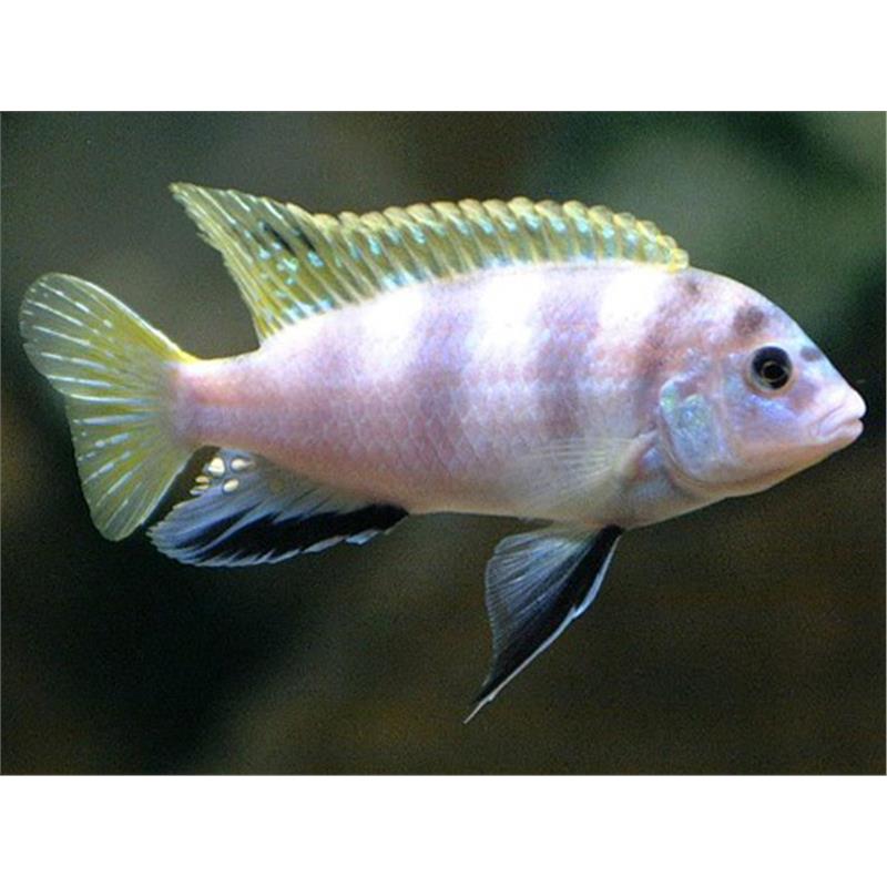 Labidochromis sp. perlmutt - imagine 4